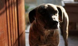 狗狗最新爆料视频下载,萌宠日常大曝光！